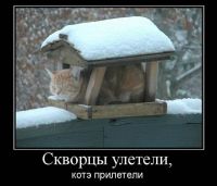 скворцы  улетели...
