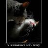 котэ