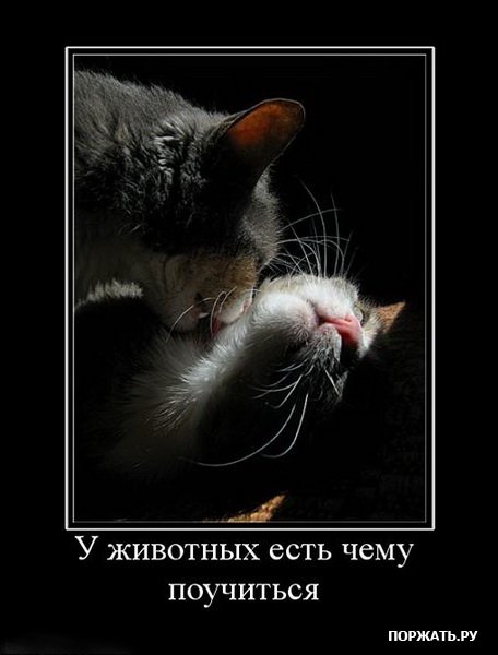 котэ