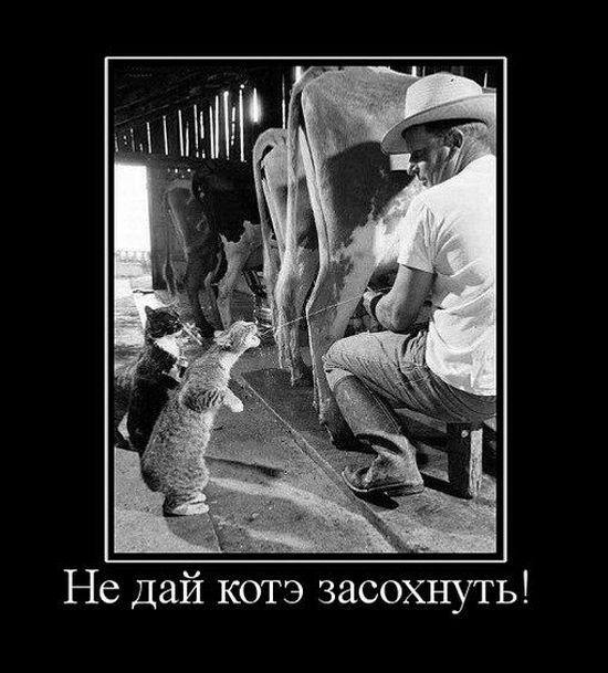 В продолжение - про котов