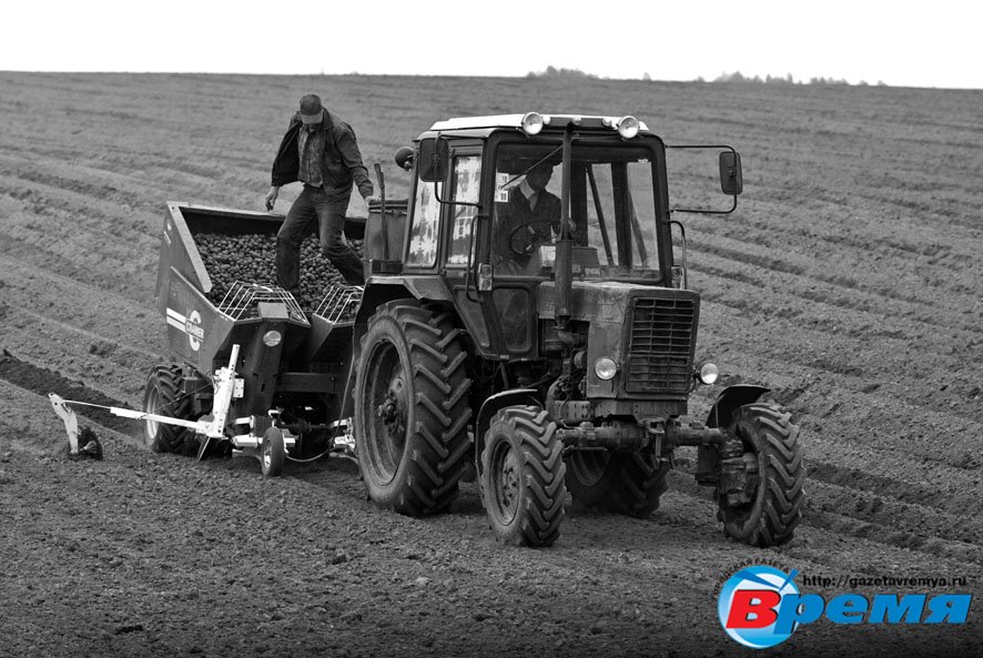 Сегодня две машины засаживают картофель на 200 гектарах