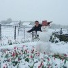 Снеговик и тюльпаны