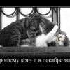 котики