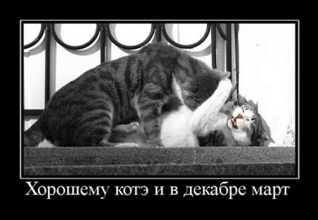 котики