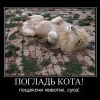 погладь кота