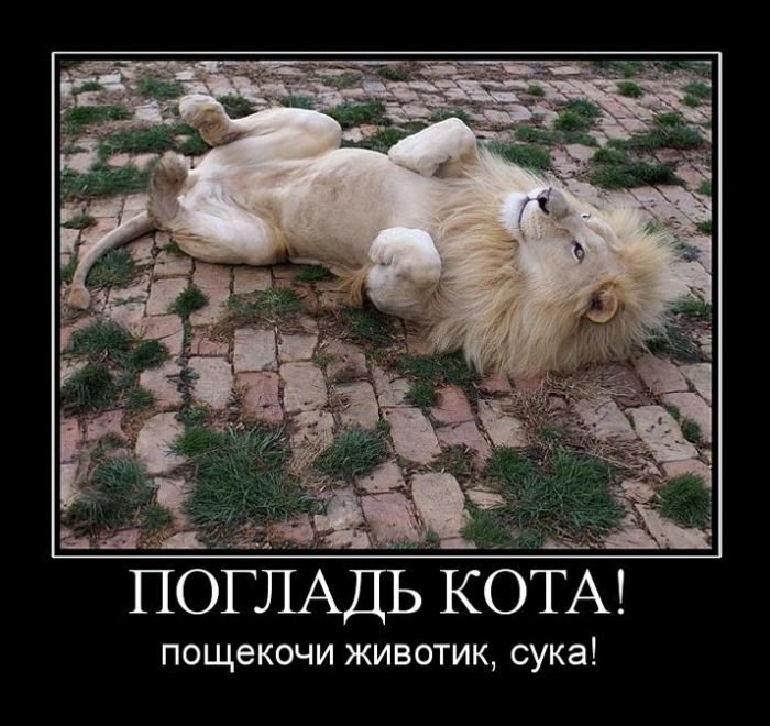 погладь кота