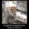 котэ