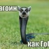 збагоин каг гобра)))) збагоин каг гобра))))