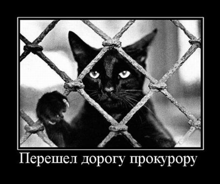 котэ............