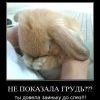 заинька