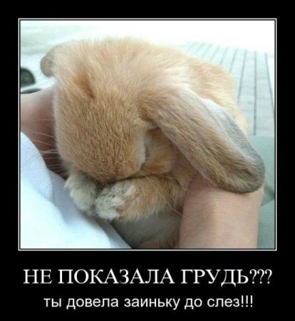 заинька