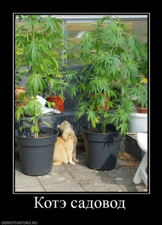котэ садовод:)