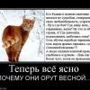 котэ:)))))