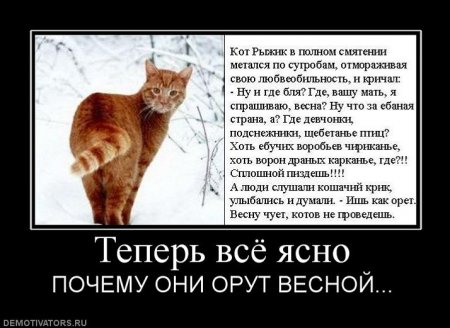 котэ:)))))