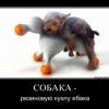 собака..............