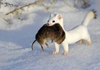 Песец подкрался незаметно)))))))) Песец подкрался незаметно))))))))