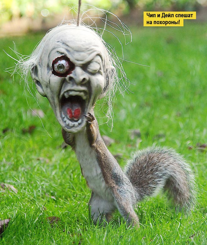 Злобный бурундг)))))