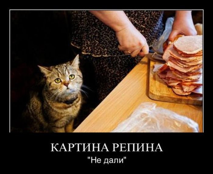 :) котэ