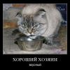 голодный котэ - злой голодный котэ - злой