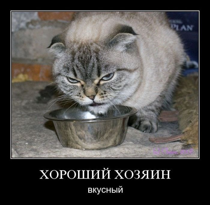 голодный котэ - злой 
