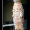 котэ котэ
