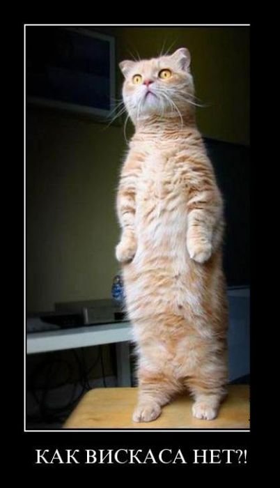 котэ