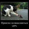 котэ котэ