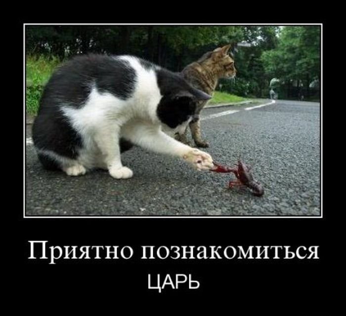 котэ