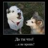 собакэ собакэ