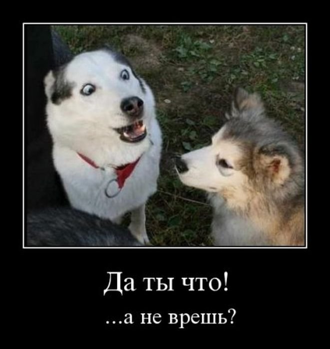 собакэ