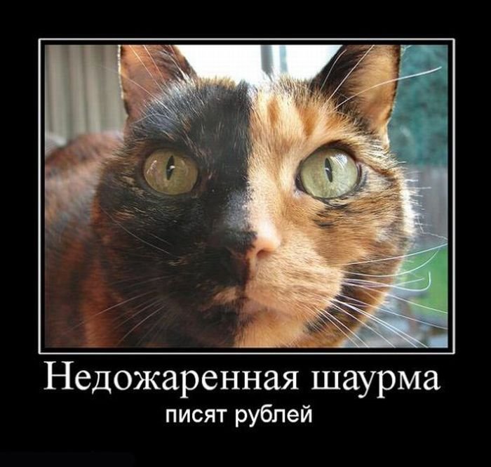 шаурмяу
