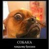 собакэ собакэ