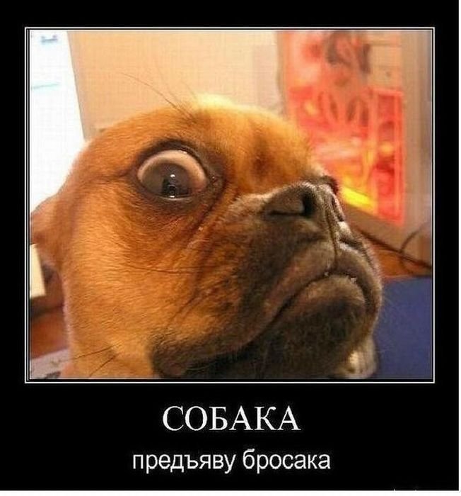 собакэ