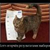 избиратель котэ избиратель котэ