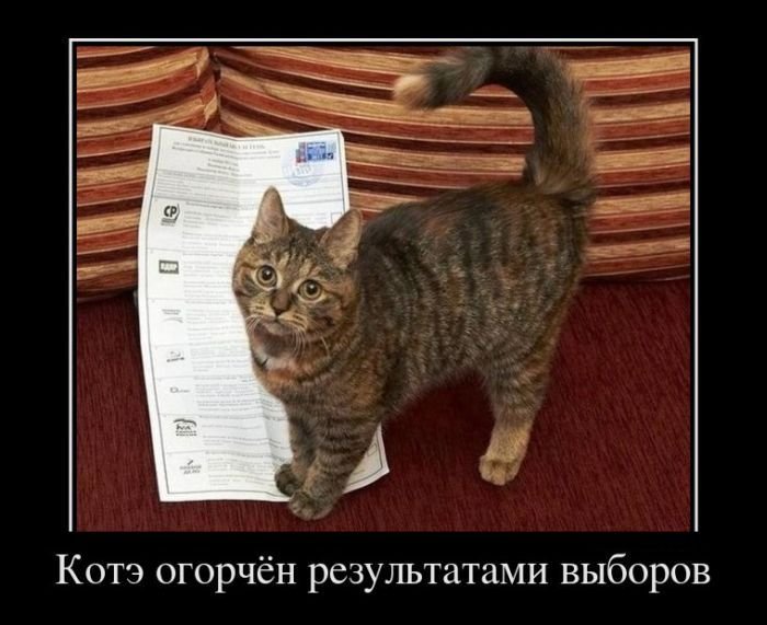 избиратель котэ