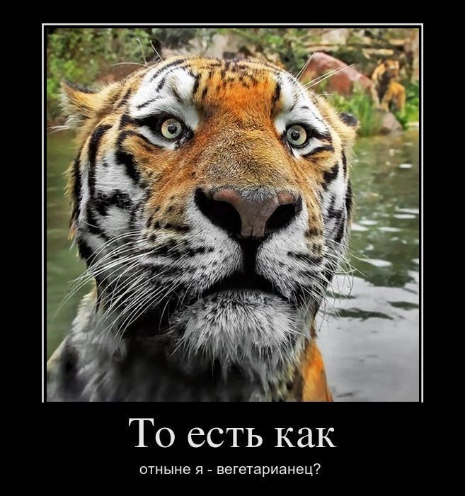 большой котэ