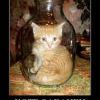 котэ котэ