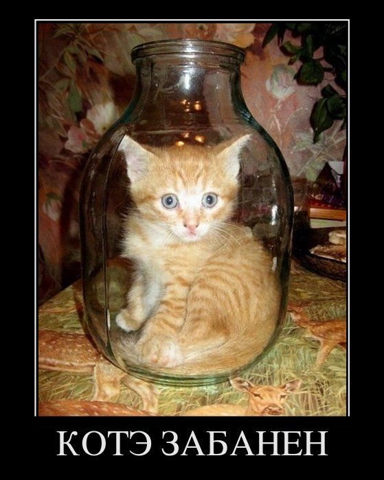 котэ