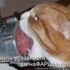 фаршировка