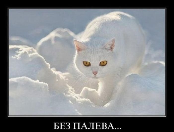 снежок