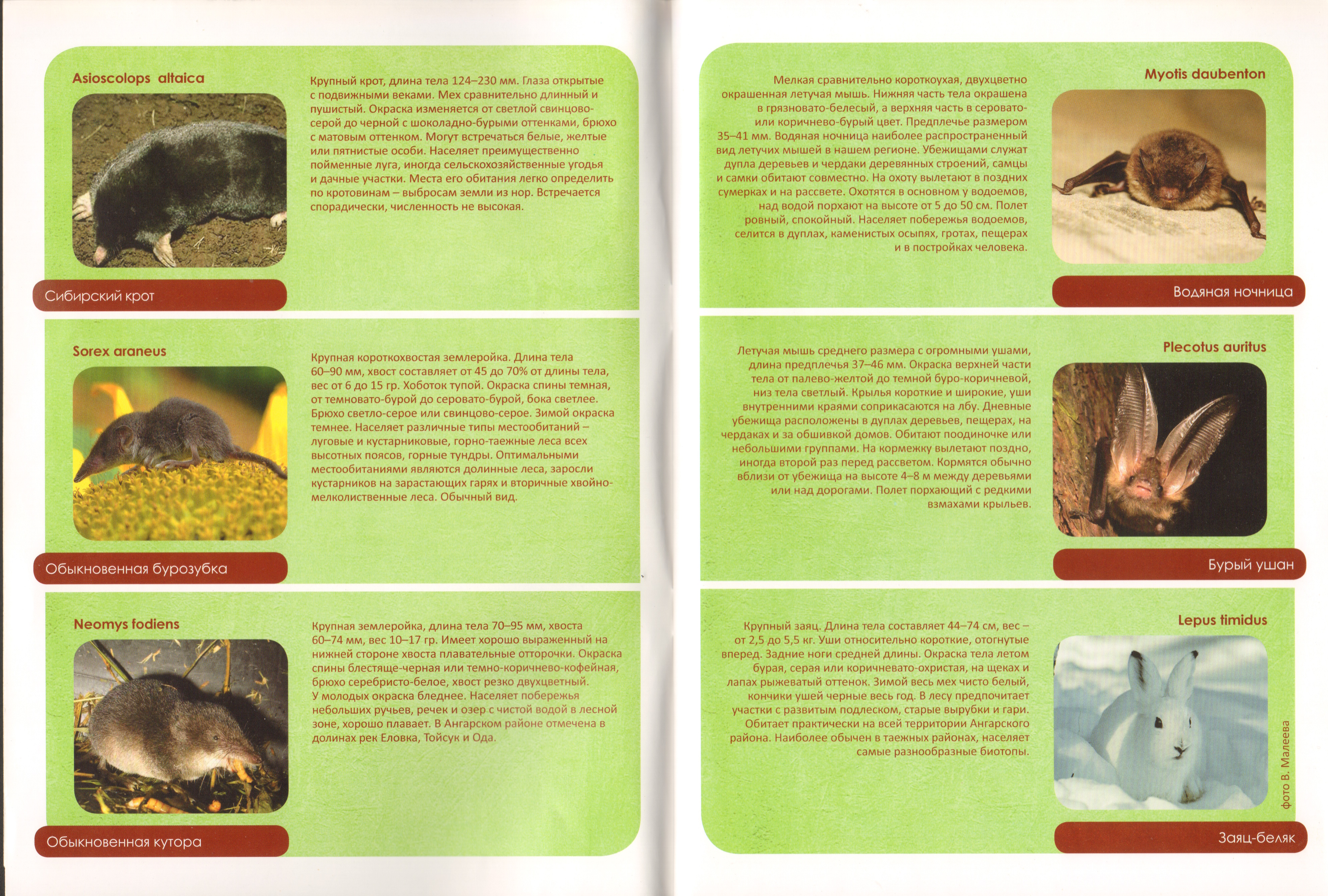 Животный мир Ангарского района 01