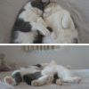 котэ котэ