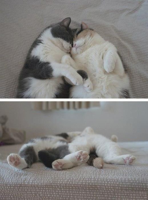 котэ