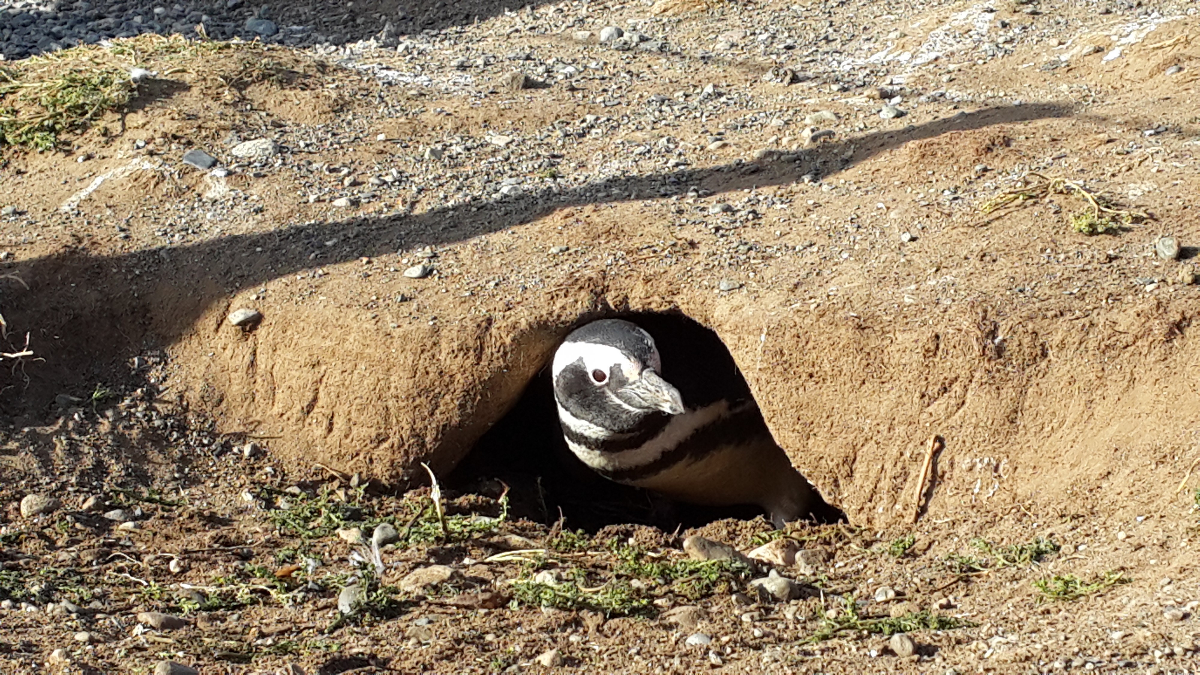 живут пингвины в гнездах самовырытых 