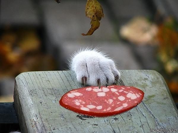 Кашачья морда)))))