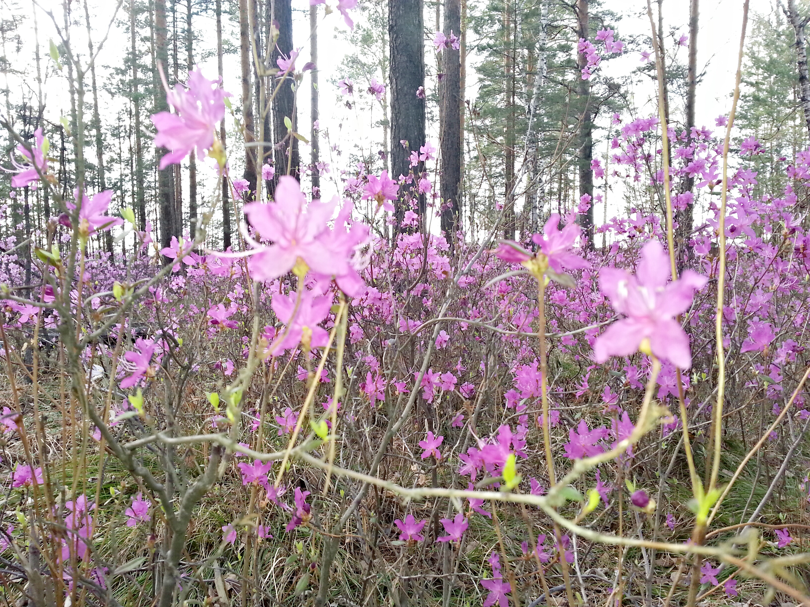 багульник))))))