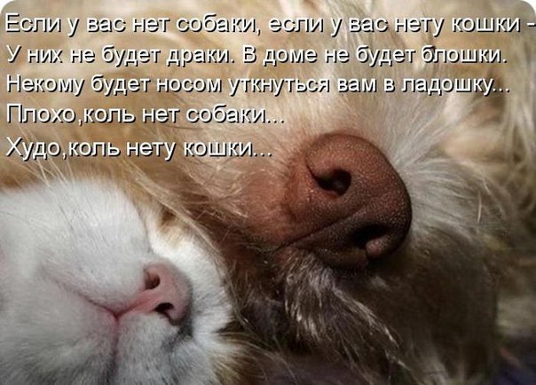 Если у вас нет собаки...