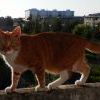вертикаль на фоне кота