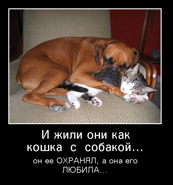 Как кошка с собакой
