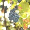 IMG 3590 IMG 3590